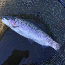 足で稼げ！ 大安トラウトレイク